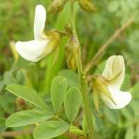 Tephrosia villosa (L.) Pers.